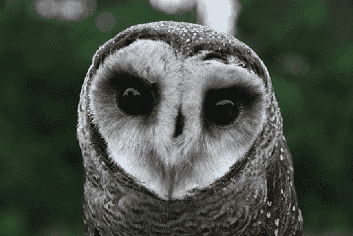 Example Image